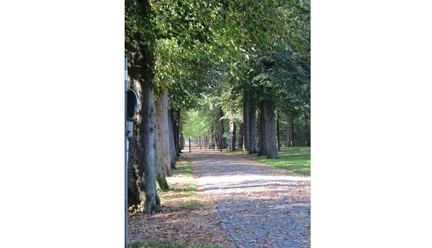 EvenburgPark.jpg Eine von hohen Bäumen gesäumte Allee im Evenburgpark mit Laub auf dem Kopfsteinpflaster.