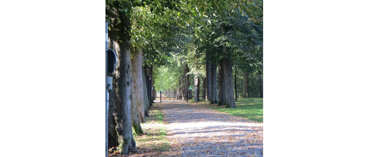 EvenburgPark.jpg Eine von hohen Bäumen gesäumte Allee im Evenburgpark mit Laub auf dem Kopfsteinpflaster.