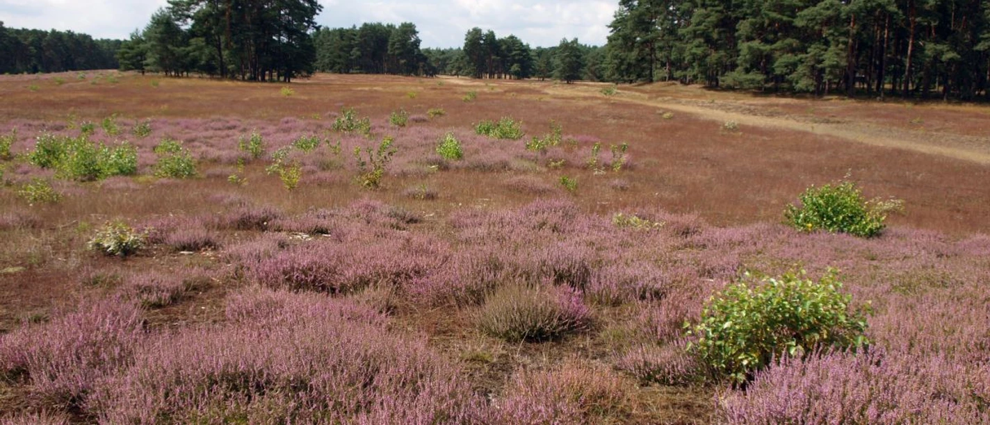 Lohner_Sand_Heidebluete_JuttaOver_k.jpg