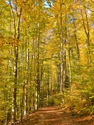 Baasee, Herbst, Bad Freienwalde, Wanderung, Foto Marie Kessler (1).jpg