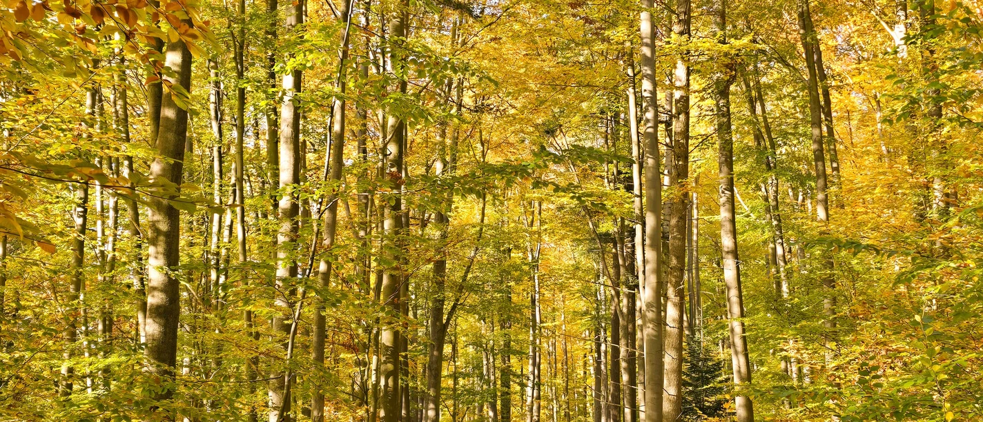 Baasee, Herbst, Bad Freienwalde, Wanderung, Foto Marie Kessler (1).jpg