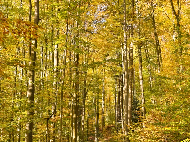 Baasee im Herbst Baasee im Herbst