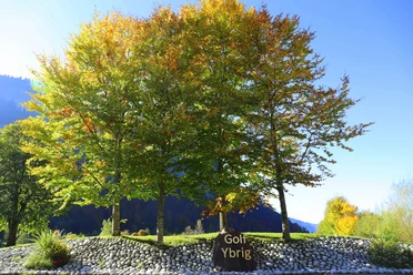 Golf golfclubybrig studen eyz