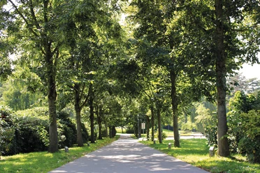 Grüne Idylle im Herminghauspark in Velbert Ein von hohen Bäumen gesäumter Weg führt durch den Herminghauspark in Velbert bei Sonnenschein.