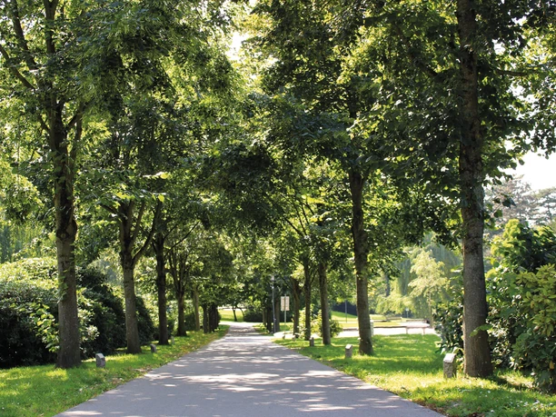 Grüne Idylle im Herminghauspark in Velbert Ein von hohen Bäumen gesäumter Weg führt durch den Herminghauspark in Velbert bei Sonnenschein.