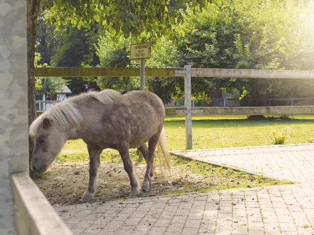 Ein Pony im Tiergehege im Herminghauspark in Velbert Pony im Tiergehege des Herminghausparks in Velbert.