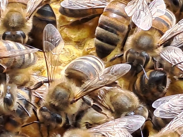 Bienenvolk der Familie Bannwart