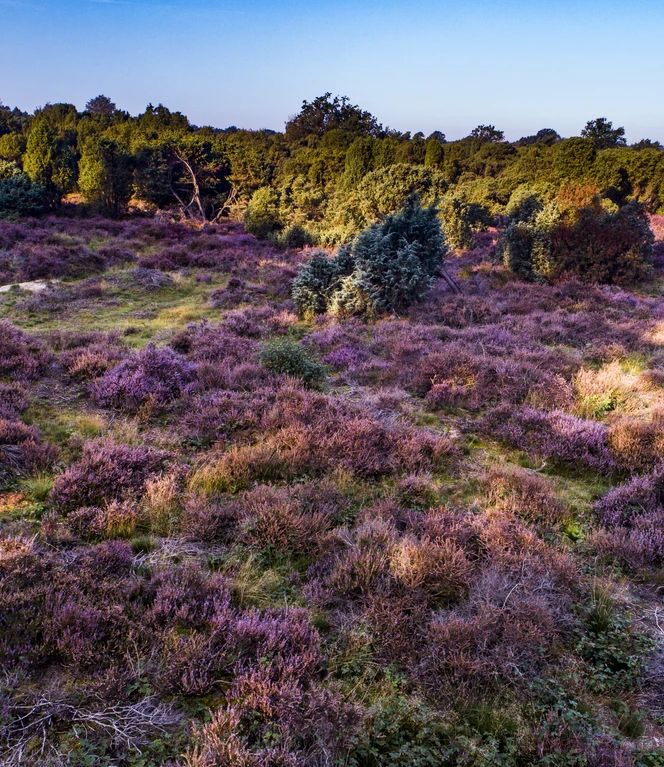 Das Emsland von oben – Wachendorfer Wacholderhain in Lingen (Ems) ©Emsland Tourismus GmbH (4).jpg