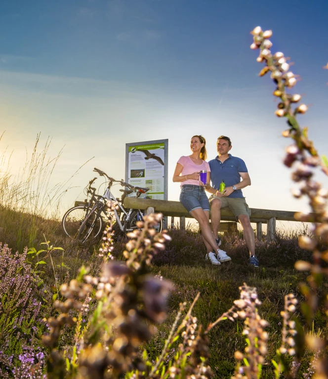 Heideblüte im Dalum-Wietmarscher Moor bei Geeste - Radfahren im Emsland ©Naturpark Moor-Veenland (13).jpg