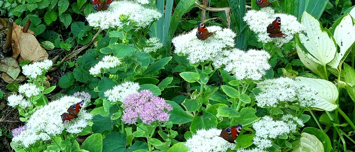 naturnahe Gärten 30.8..jpg