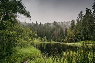 Im Nationalpark Schwarzwald