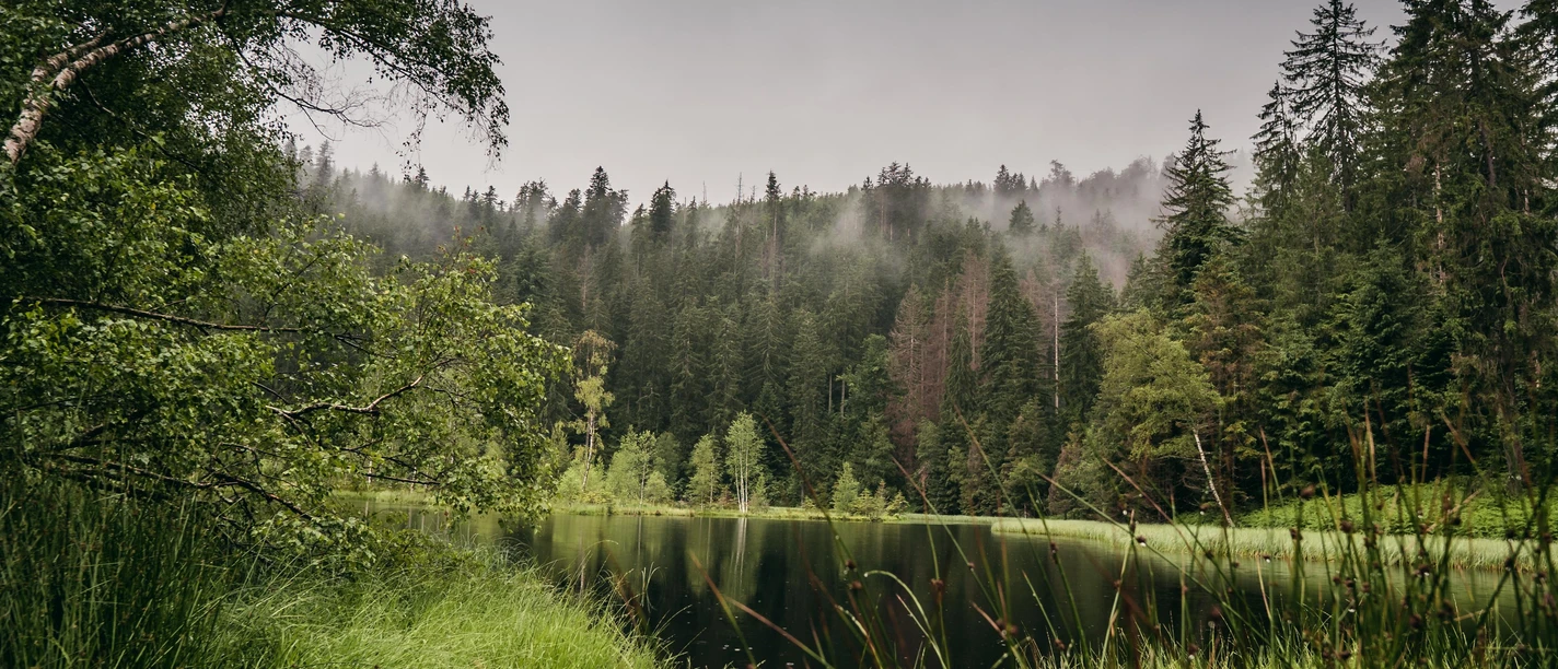 Im Nationalpark Schwarzwald
