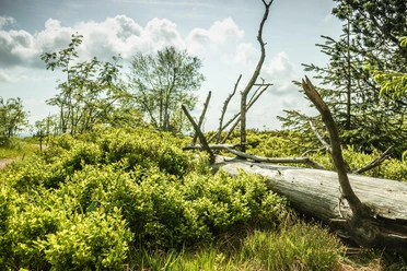 Landschaft am Schliffkopf