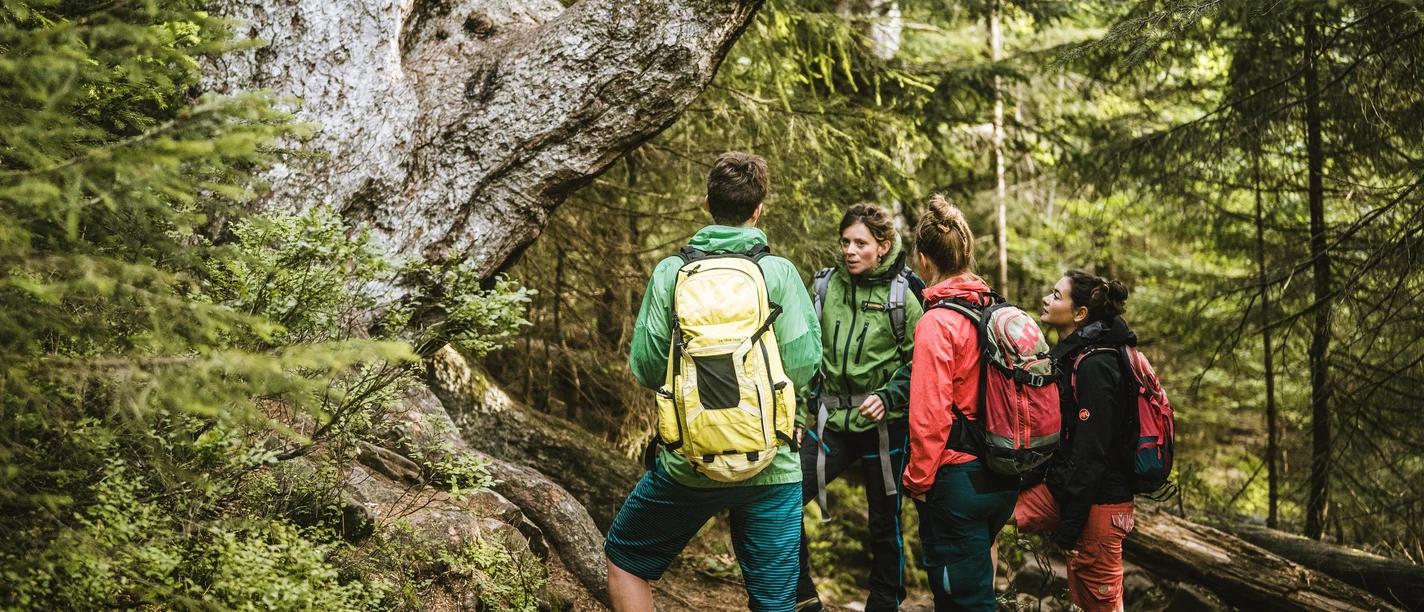 Nationalpark Schwarzwald