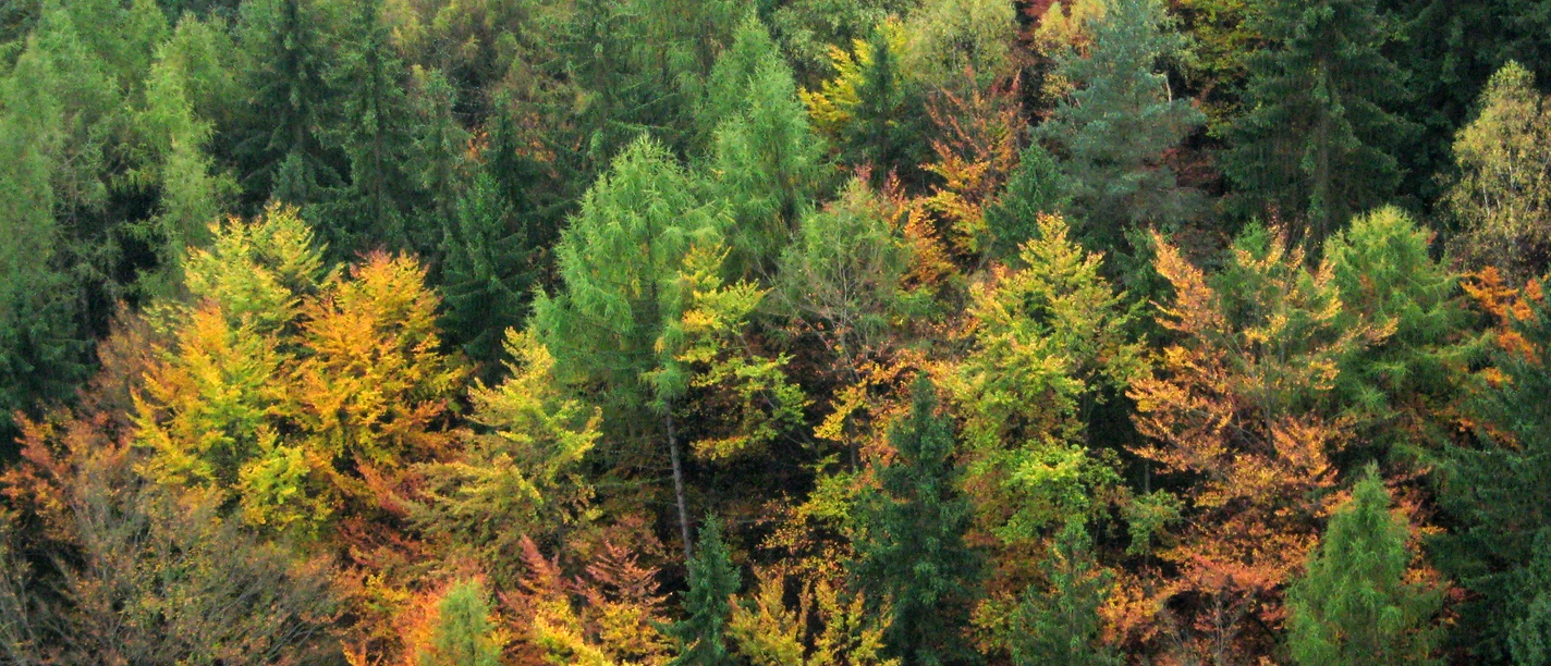 Mischwald_A.Wisniewska.JPG