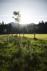 Blick im Märchenwald in die Berge