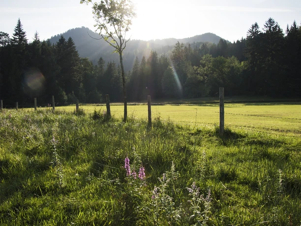 Blick im Märchenwald in die Berge