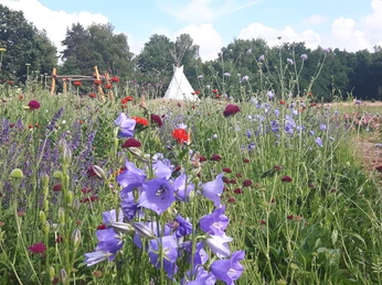 Blumenfeld am Hartmannshof Blumenfeld am Hartmannshof