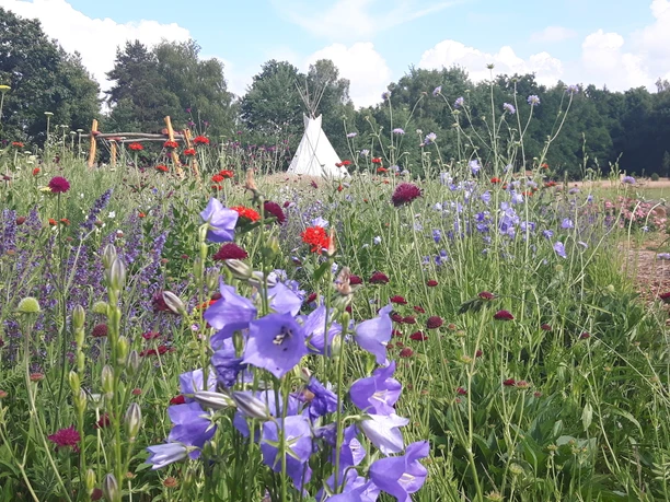 Blumenfeld am Hartmannshof Blumenfeld am Hartmannshof