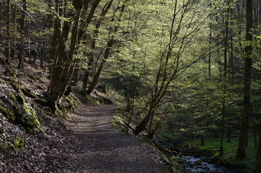 Schwarzpulverroute in Odenthal Waldweg auf der Schwarzpulverroute mit Bachlauf und frischem Frühlingsgrün
