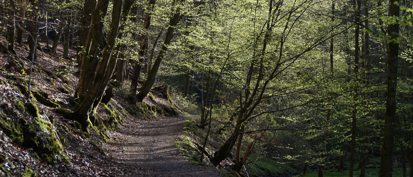 Schwarzpulverroute in Odenthal Waldweg auf der Schwarzpulverroute mit Bachlauf und frischem Frühlingsgrün