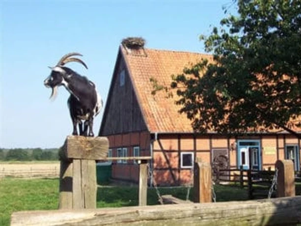Streichelzoo am Hofcafé Streichelzoo am Hofcafé am Heiligen Hain