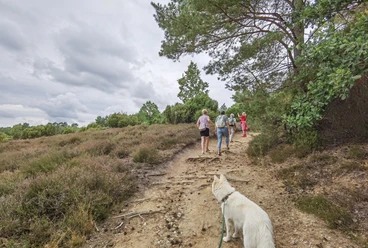 Heideblütenwanderung mit Hund 2022