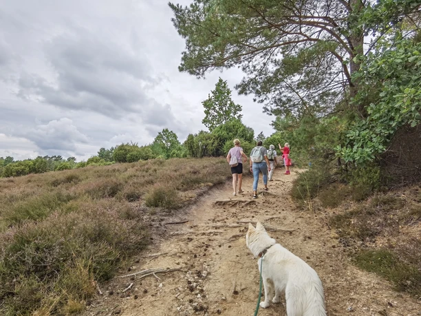 Heideblütenwanderung mit Hund 2022