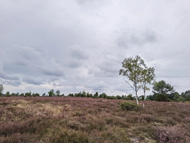 Heideblütenwanderung 2022 Heide