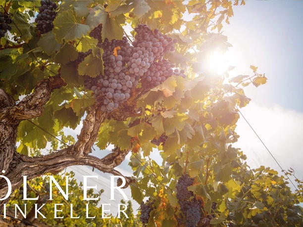 Stand-Up Tasting at the Cologne Wine Cellar - Unknown Grape Varieties Vines with ripe grapes in the sunlight, with the Cologne Wine Cellar logo below