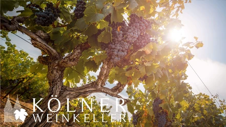 Stand-up-Tasting im Kölner Weinkeller - Unbekannte Rebsorten Weinreben mit reifen Trauben im Sonnenlicht, darunter Logo des Kölner Weinkellers