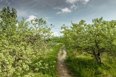 Grinde und Hochmoor im Nationalpark Schwarzwald