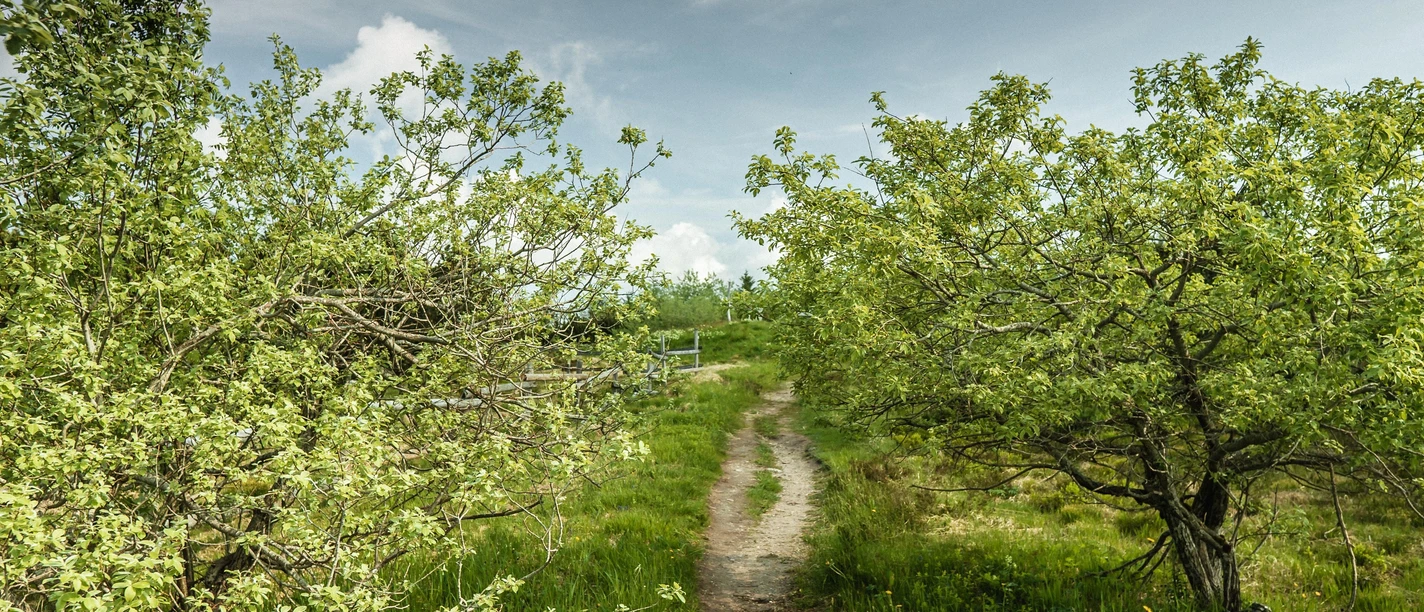 Grinde und Hochmoor im Nationalpark Schwarzwald