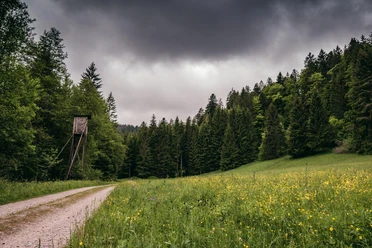 Wildkräuter in den Wiesen des Schwarzwaldes
