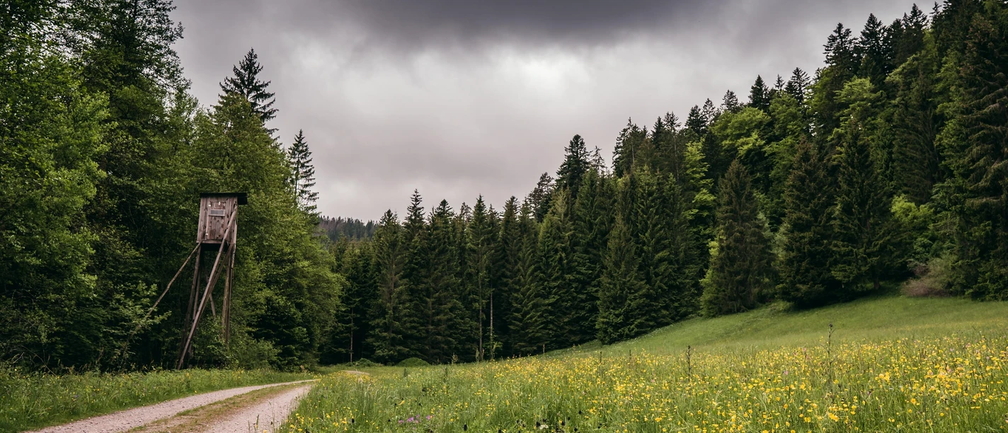 Wildkräuter in den Wiesen des Schwarzwaldes