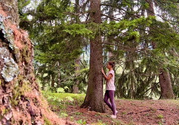 wald.jpg