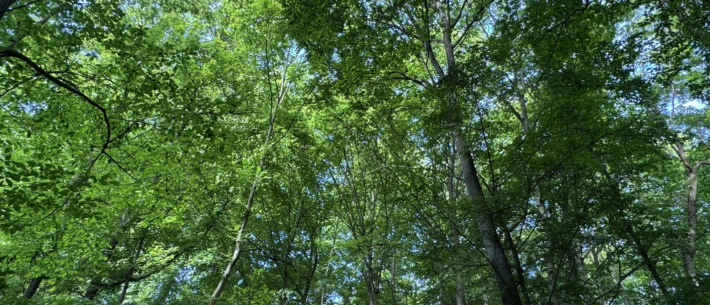 Blick in die Baumkronen