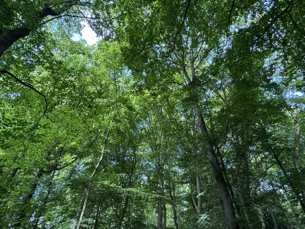 Buchenwald.jpg Blick in die Baumkronen