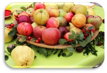 5.8. Apfelsaft selbst herstellen © Biosphaerium Elbtalaue.jpg