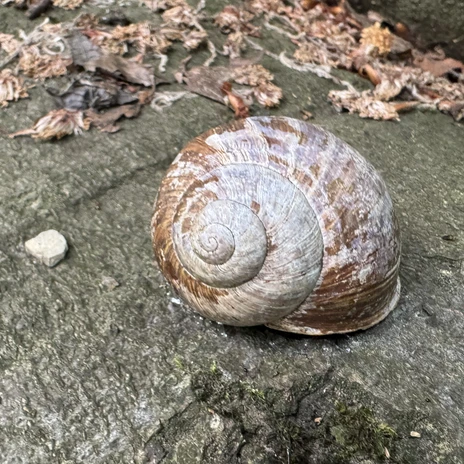 Weinbergschnecke.jpg Weinbergschnecke auf einem Stamm.