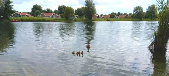 Seenlandschaft Otterndorf.jpg Eine Entenfamilie schwimmt auf einem See. Am Ufer stehen Ferienhäuser zwischen grünen Bäumen.