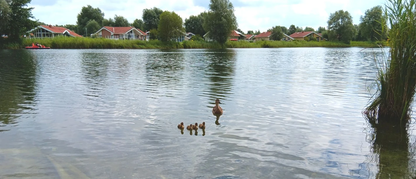 Seenlandschaft Otterndorf.jpg Eine Entenfamilie schwimmt auf einem See. Am Ufer stehen Ferienhäuser zwischen grünen Bäumen.