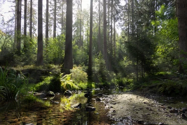 11201-Wald-Silberbachtal.jpg