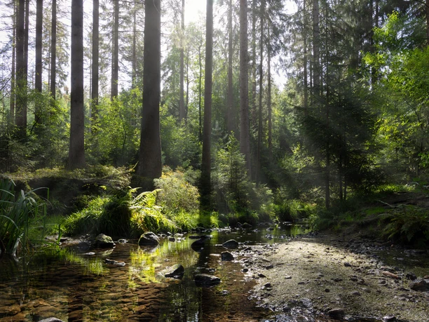 11201-Wald-Silberbachtal.jpg