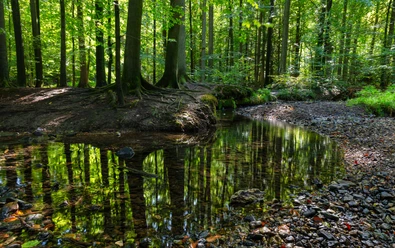 11206-Wald-Silberbachtal.jpg