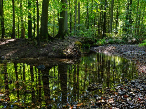 11206-Wald-Silberbachtal.jpg