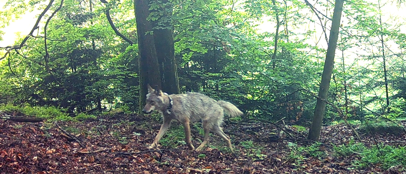 Wolf Exkursion