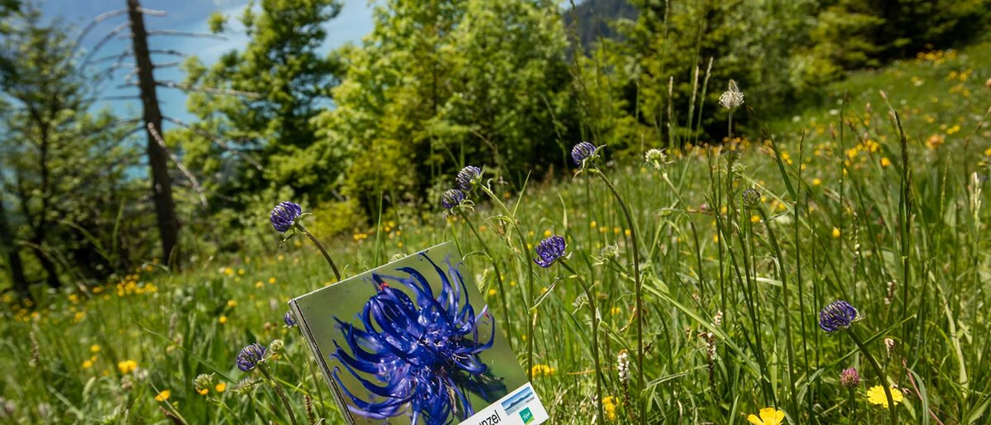 Schild entlang des Blumenpfades auf der Rigi