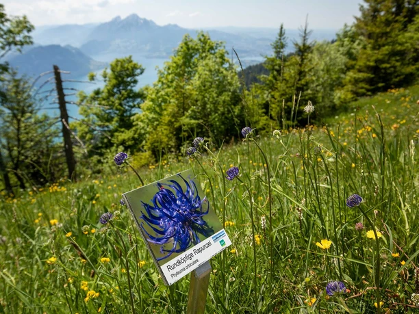 Schild entlang des Blumenpfades auf der Rigi