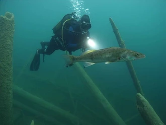 DTC Tauchschule Taucher mit Lampe erkundet trübes Wasser, während ein Fisch vorbeizieht.